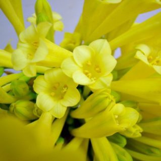 キルタンサス2L