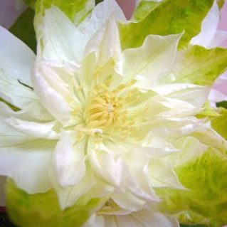 Dオブエジンバラ