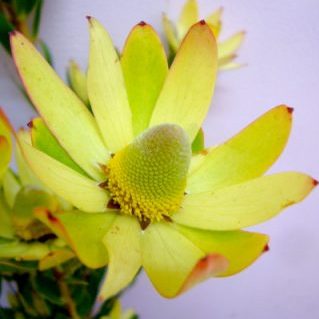 L.ライムブッシュ