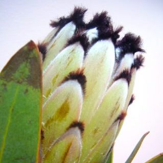 P.スノープリンセス