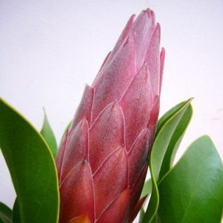 P.マディバレッド