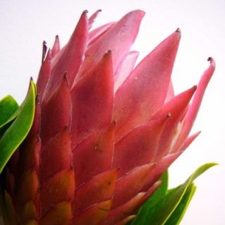 P.レッドソックス