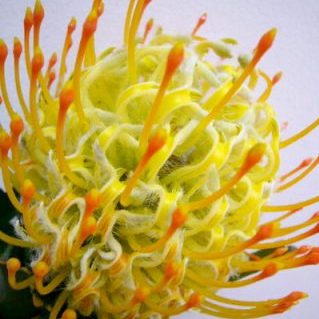 PC.ゴールディーズ