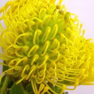 PC.ハイゴールド