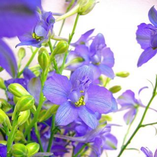 R.ブルースイング