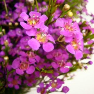 W.カーディナルクリス