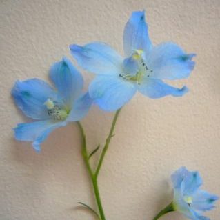 SP.スーパーシフォン