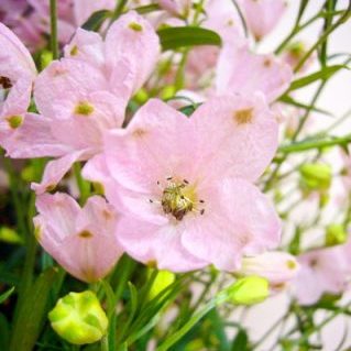 SP.ハッピーピンク