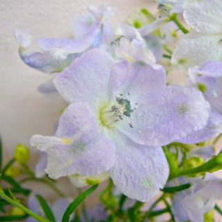 SP.パステルラベンダー