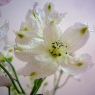 SP.ラブリークイーン