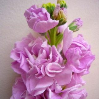 アイアンチェリー