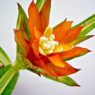 アイスクリーム