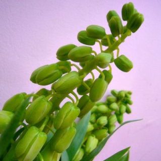 アイボリーベル