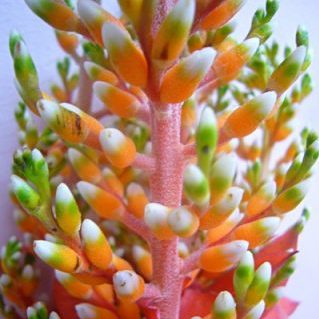 アクメア　オレンジベリー