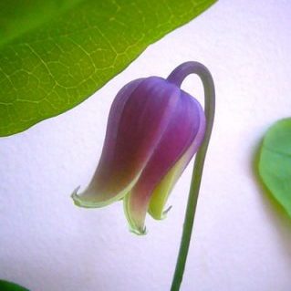 アディソニーキング