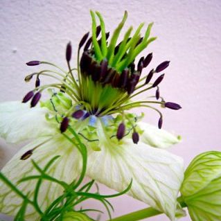 アフリカンブライド