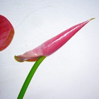 アミーゴ（ツボミ）