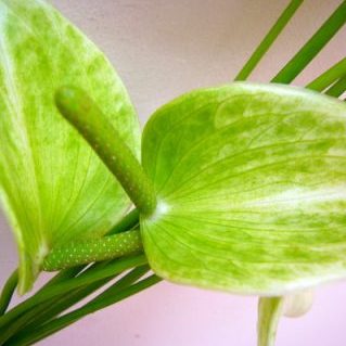 アレキシアパール アンティーク