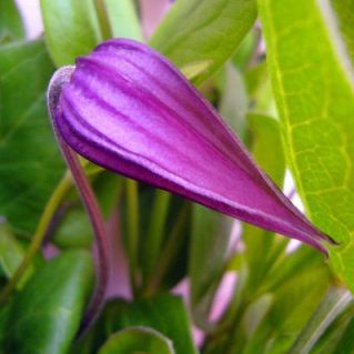 インテグリFピンク