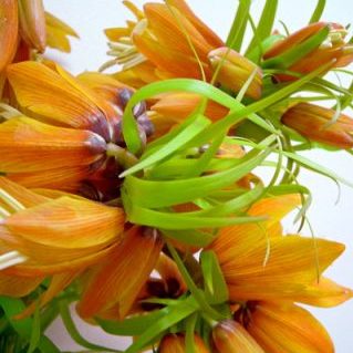 インペリアリス　オレンジスイート