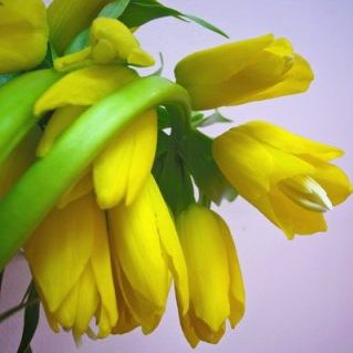 インペリアリス（フリチラリア）