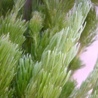 ウーリーブッシュ