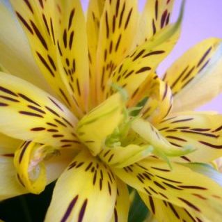 エクスプロージョン