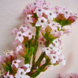 エリカ フォーシーズン