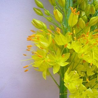 エレムレスイエロー