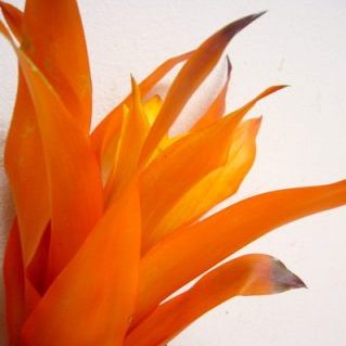 オランジェイド