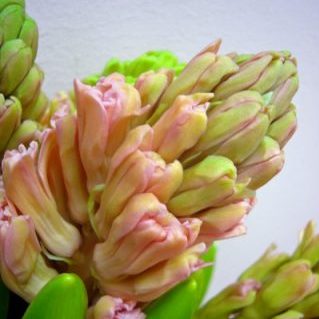 オレンジライオン