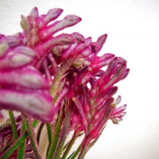 カンガルーポー ミニパール