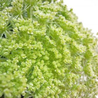 キャロットフラワーW