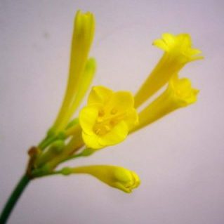 キルタンサス　イエロー