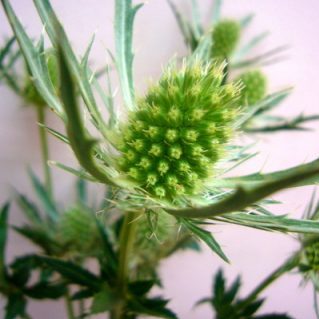 クエスター　シリウスホワイト