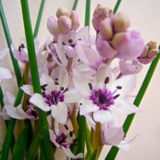 クリスタルリリー