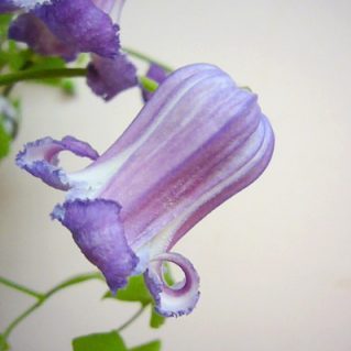 クリスパ（テキセンシス）