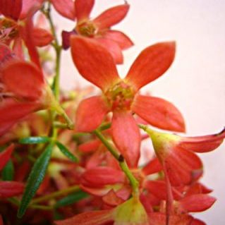 クリスマスブッシュ