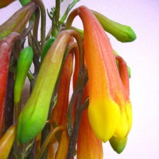 クリスマスベル