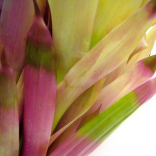 クリーム（グズマニア）