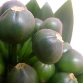 クンシランの実