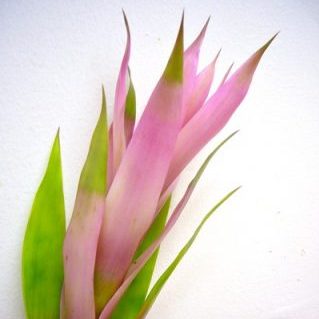 グウェンドリン