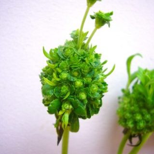 グリーンナップル