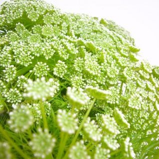 グリーンミスト