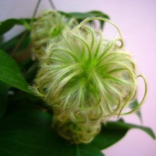 コアクチリス　実