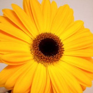 ゴールドセレナ