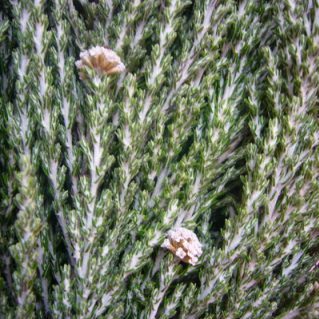 サセックスシルバー