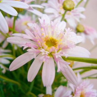 シュガーストロベリー