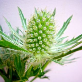 シリウススター