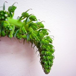 シンプレクックス